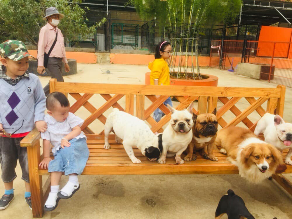 Tre Em Choi Tai Puppy Farm (2)