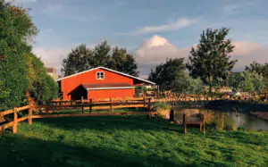 Chika Farm 1