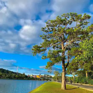 Duong Cam Ly Den Nong Trai Cun Da Lat 1